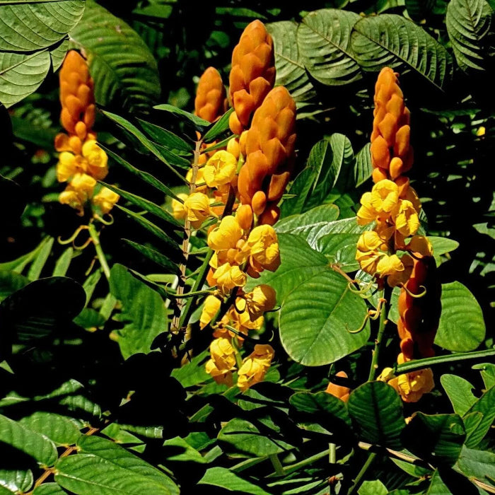 Alata Senna Seeds