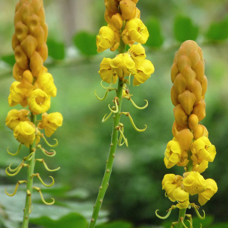 Alata Senna Seeds