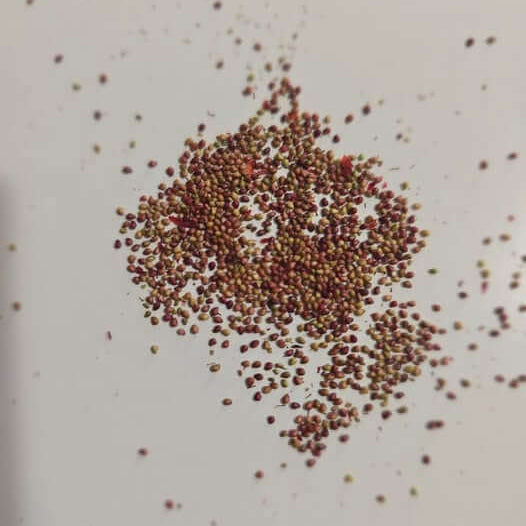 Albion Strawberry Seeds 
