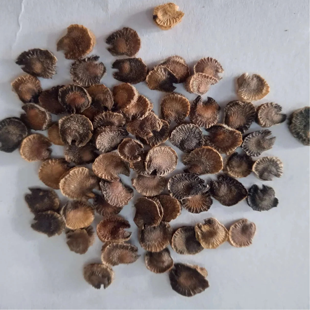 Alcea Rosea Hollyhock Seeds