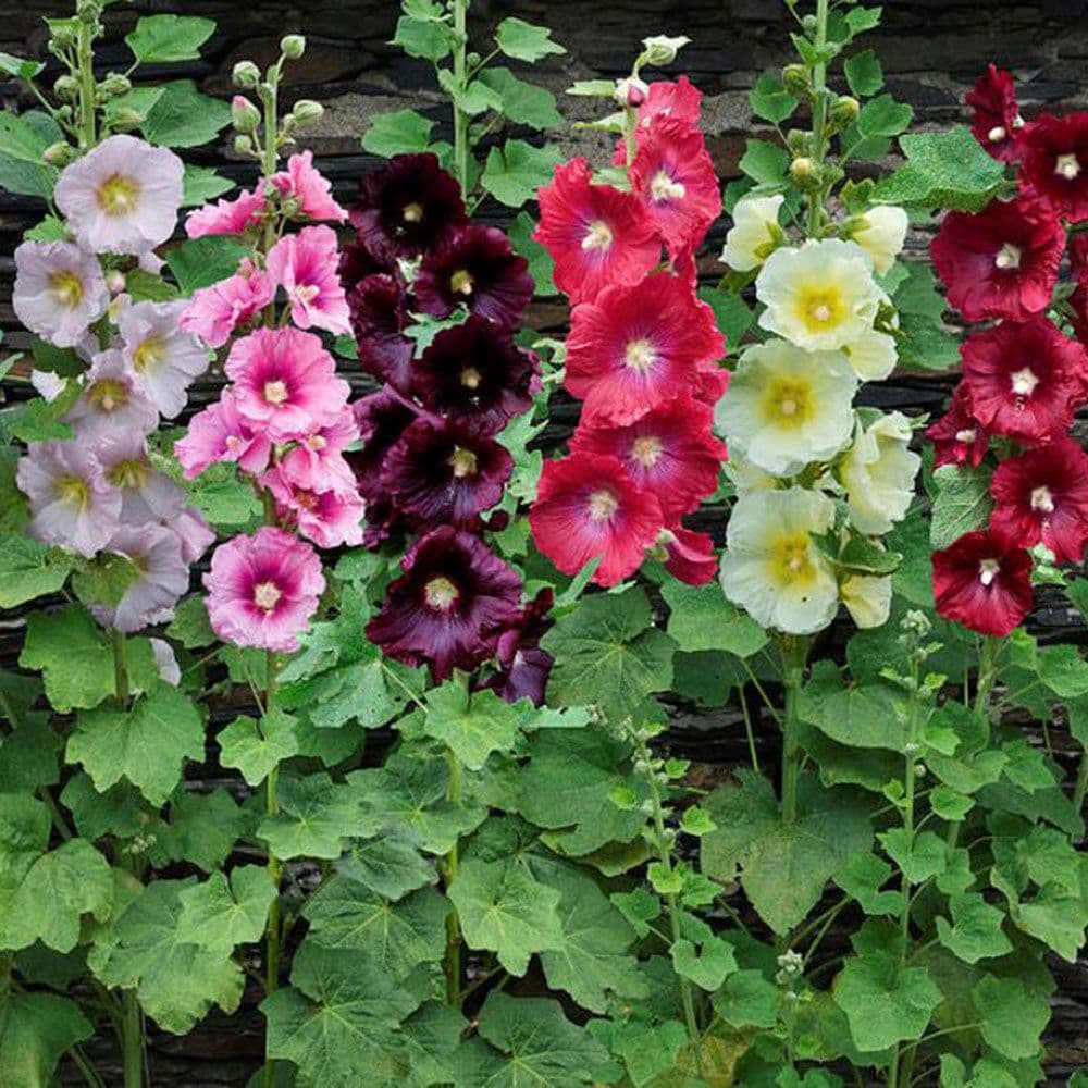 Alcea Rosea Seeds – Mixed Colors
