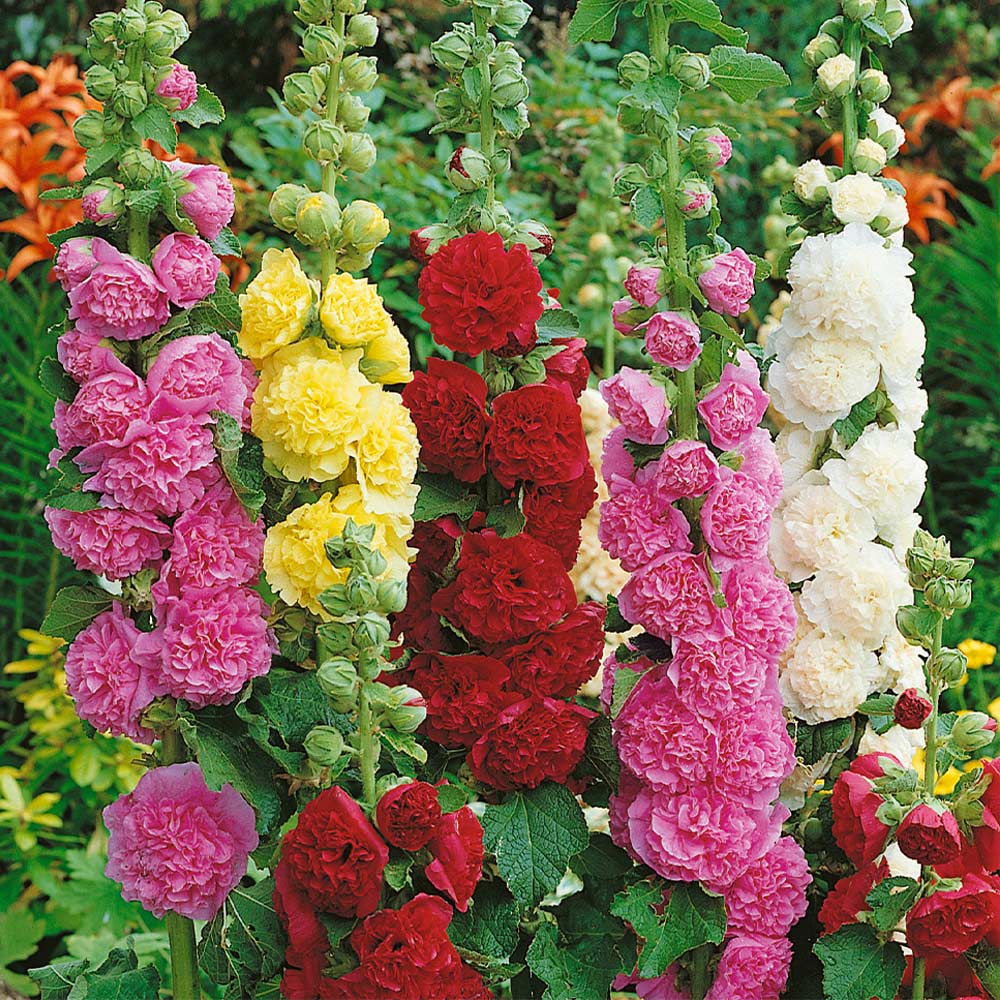 Alcea Rosea Seeds – Mixed Colors