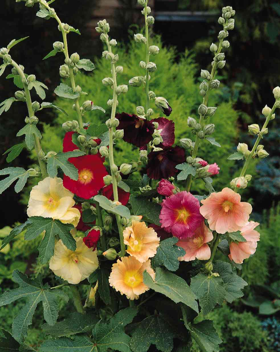 Alcea Rosea Seeds – Mixed Colors
