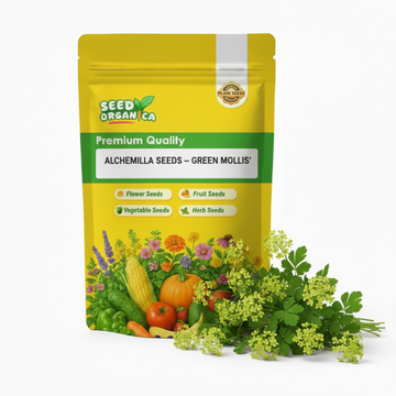 Alchemilla Seeds – Green Mollis