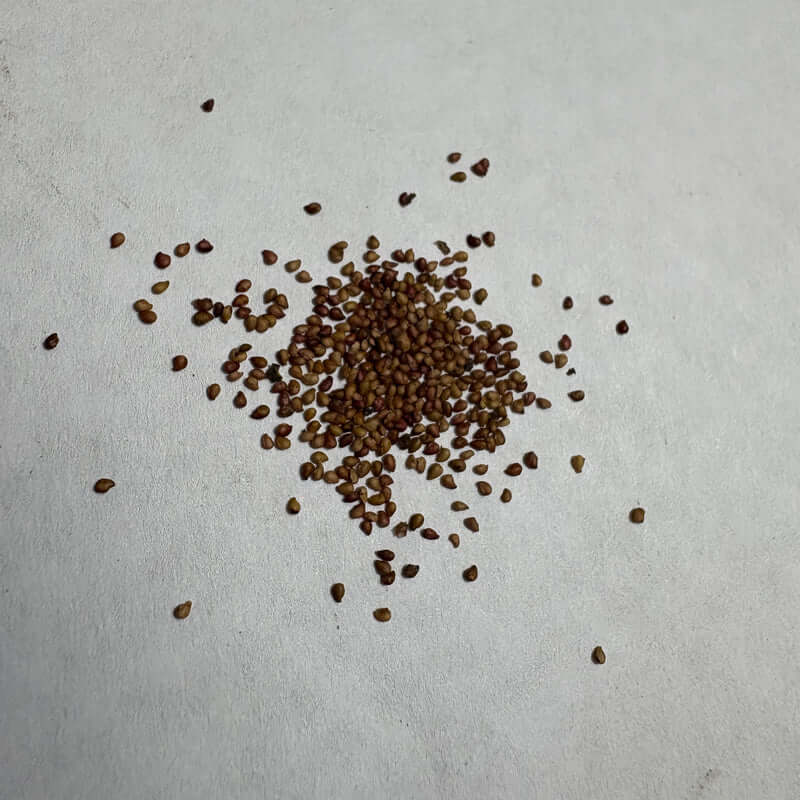 Alexandria Strawberry Seeds