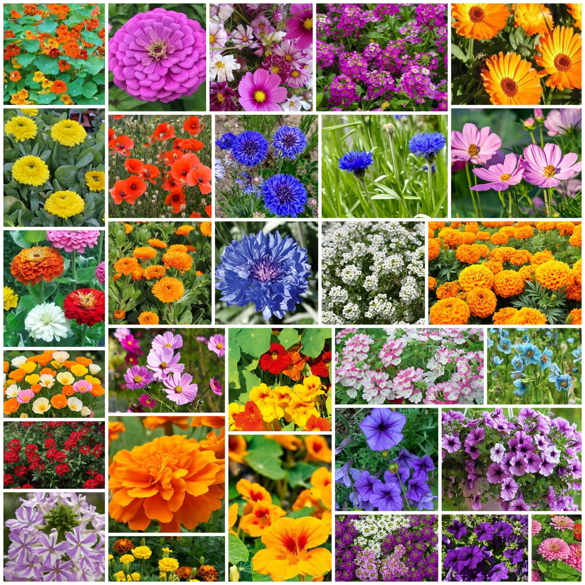 All Season Flower Seed Pack