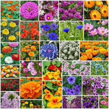 All Season Flower Seed Pack
