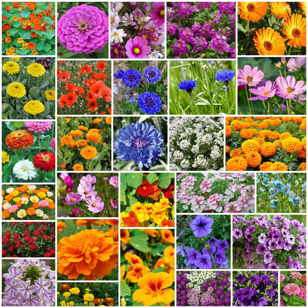 All Season Flower Seed Pack
