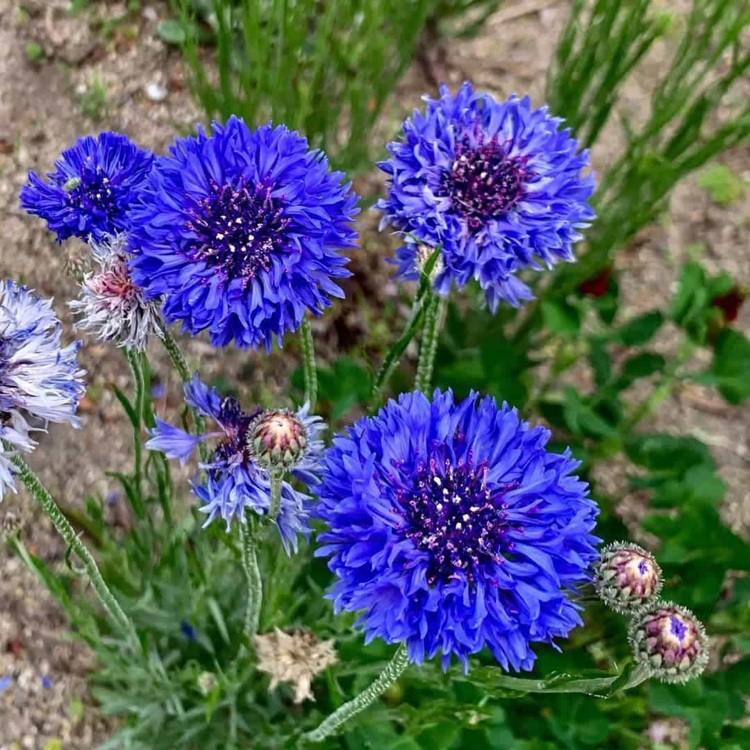 All Season Flower Seed Pack