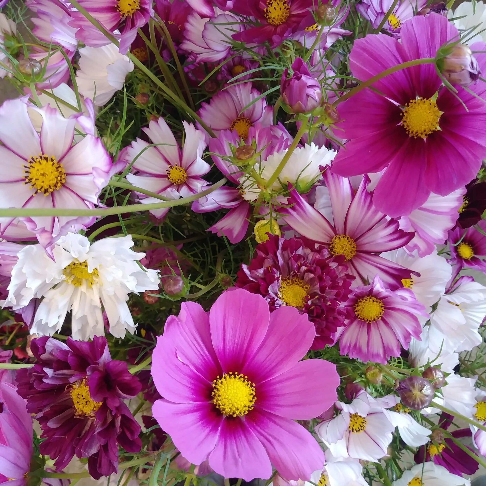 All Season Flower Seed Pack