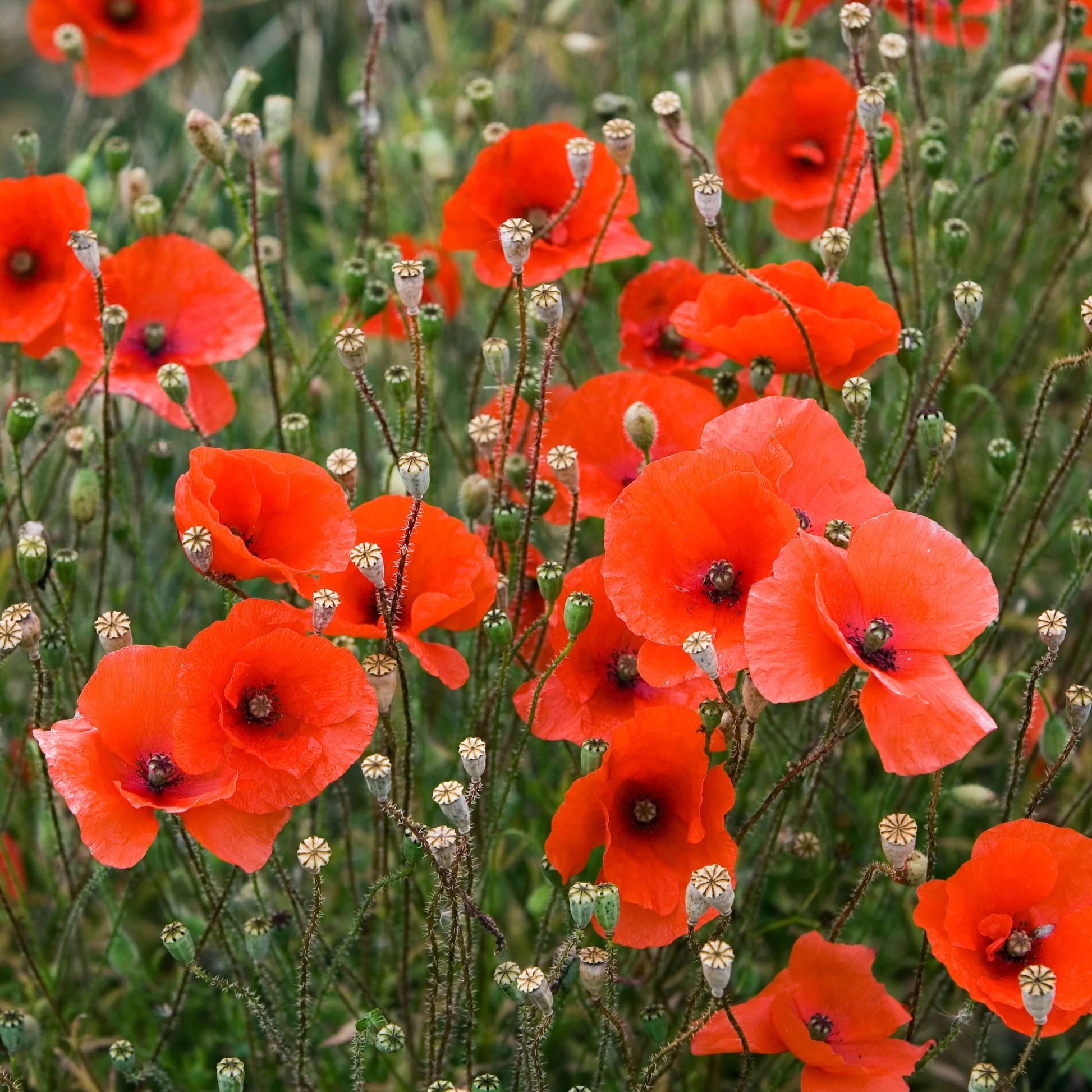 All Season Flower Seed Pack