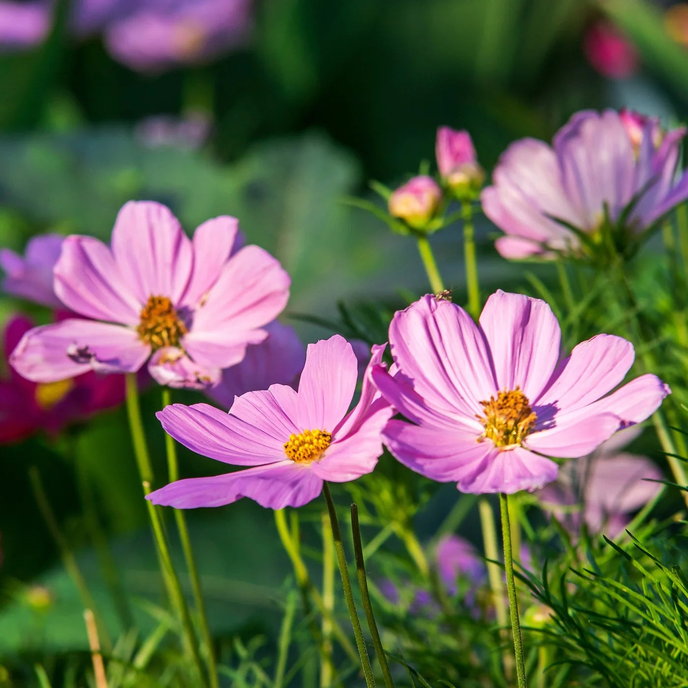 All Season Flower Seed Pack