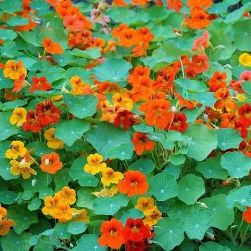 All Season Flower Seed Pack