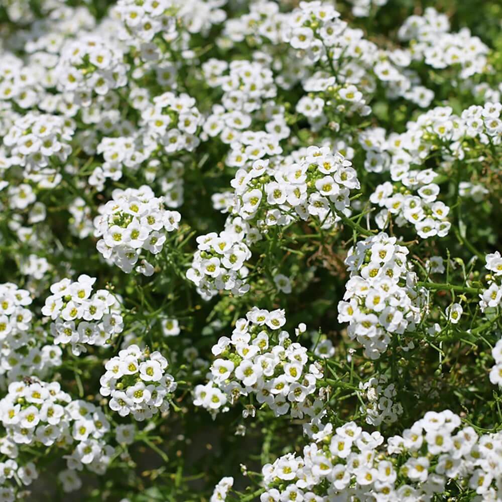 All Season Flower Seed Pack