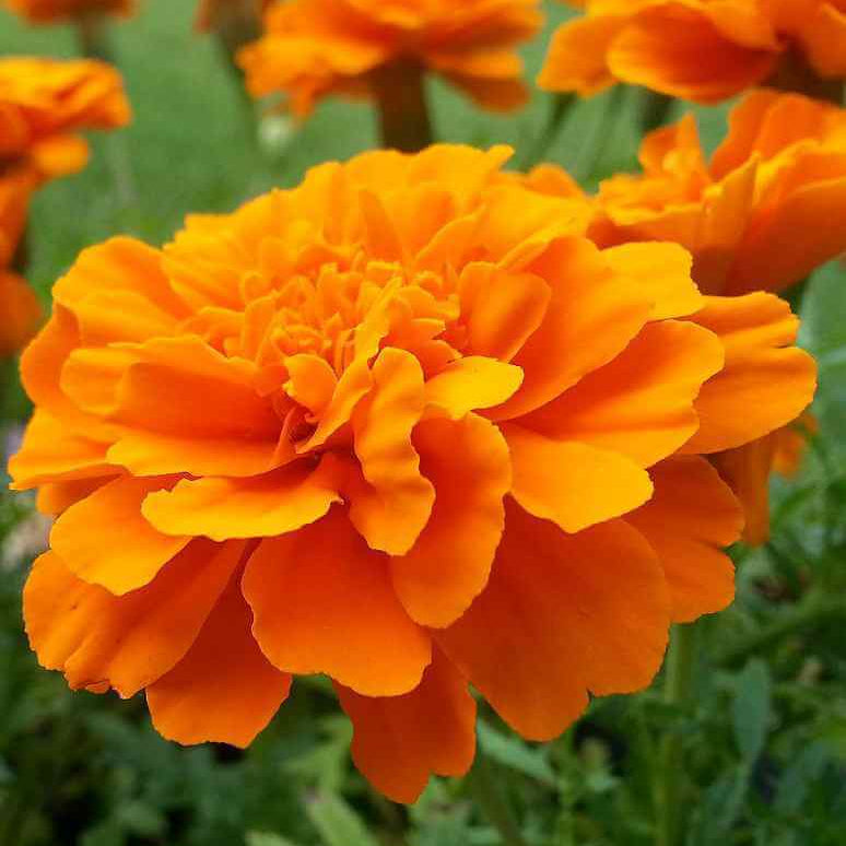 All Season Flower Seed Pack