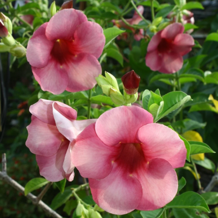 Allamanda Seeds – Blanchetii

