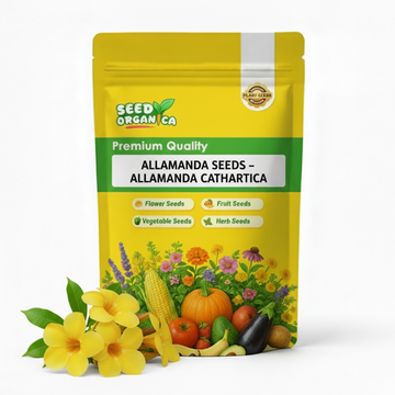 Allamanda Seeds – Allamanda cathartica