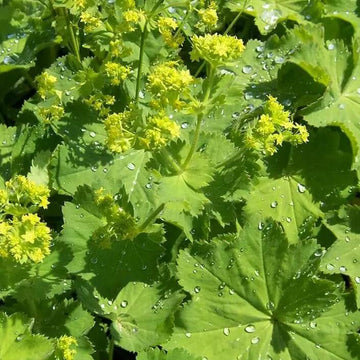 Alchemilla Seeds – Green Mollis