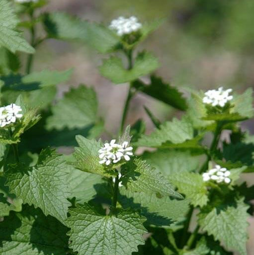 Alliaria Petiolata Seeds - Herbal Plant