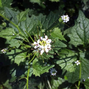 Alliaria Petiolata Seeds - Herbal Plant