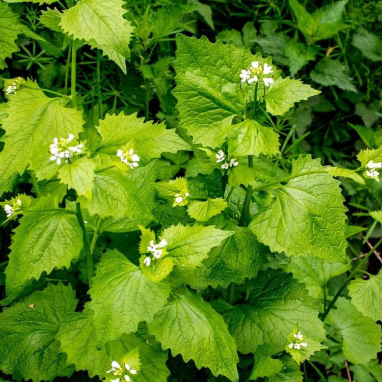 Alliaria Petiolata Seeds - Herbal Plant