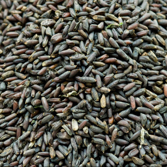 Alliaria Petiolata Seeds 