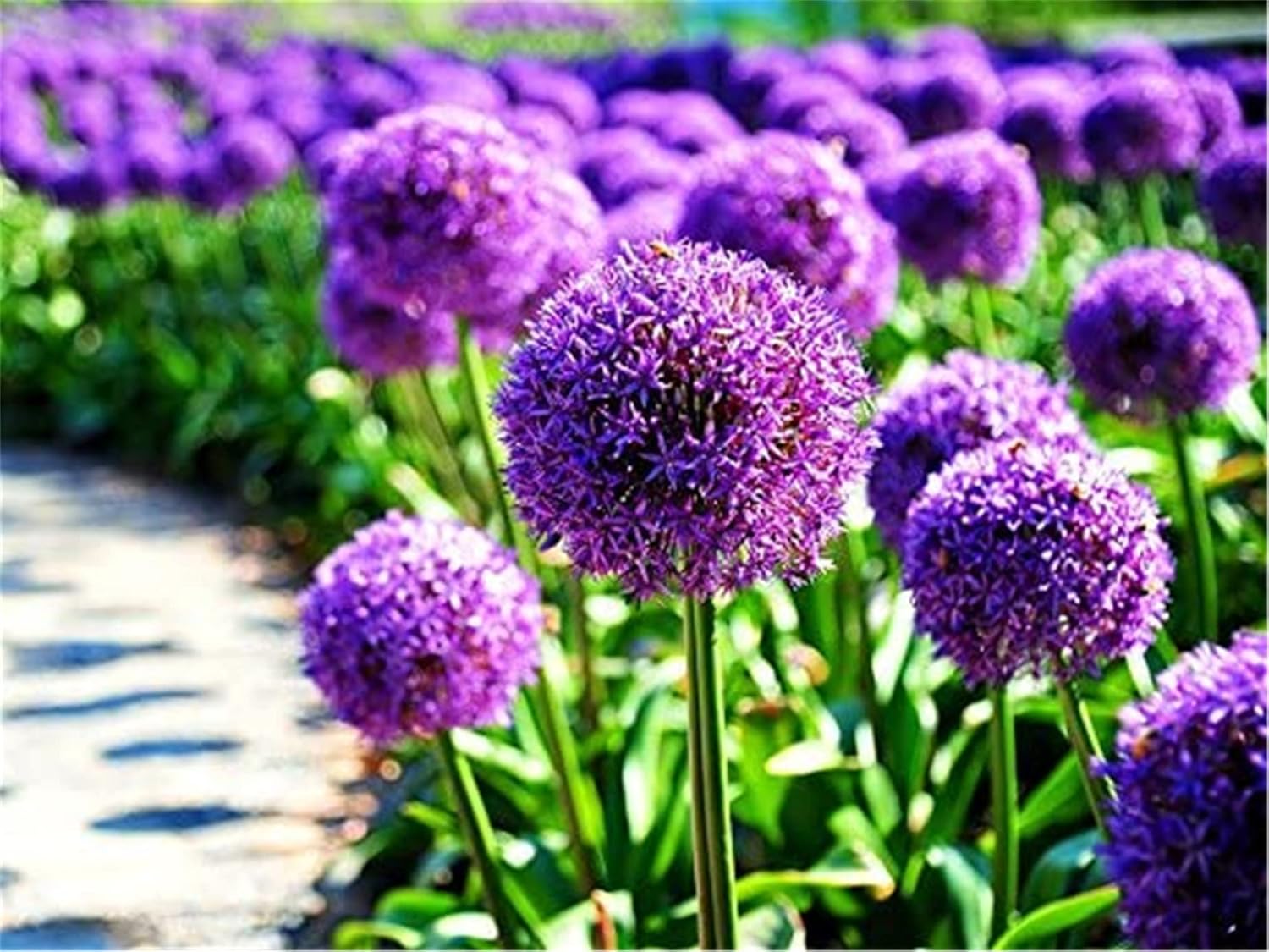 Allium Seeds – Giant
