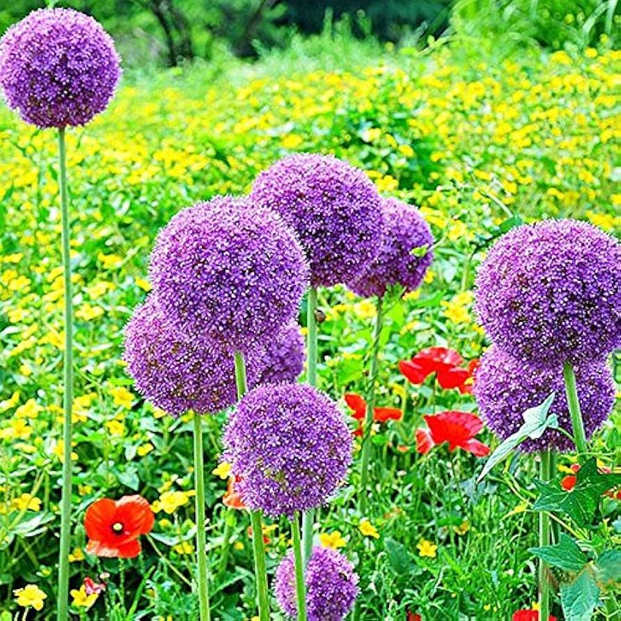 Allium Seeds – Giant
