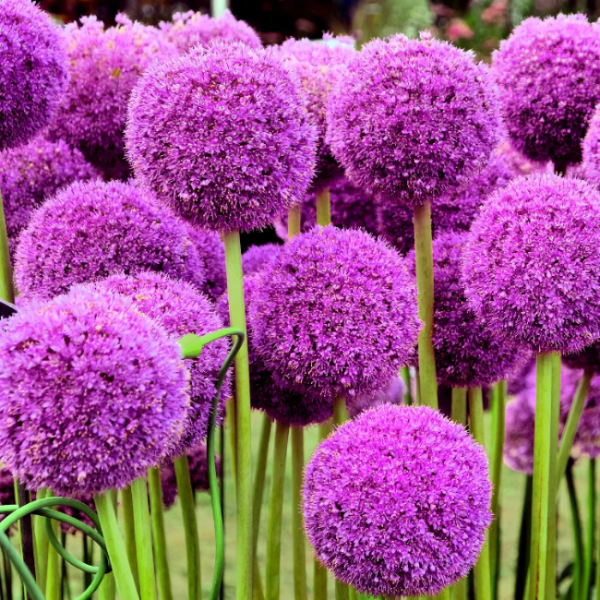 Allium Seeds – Giganteum
