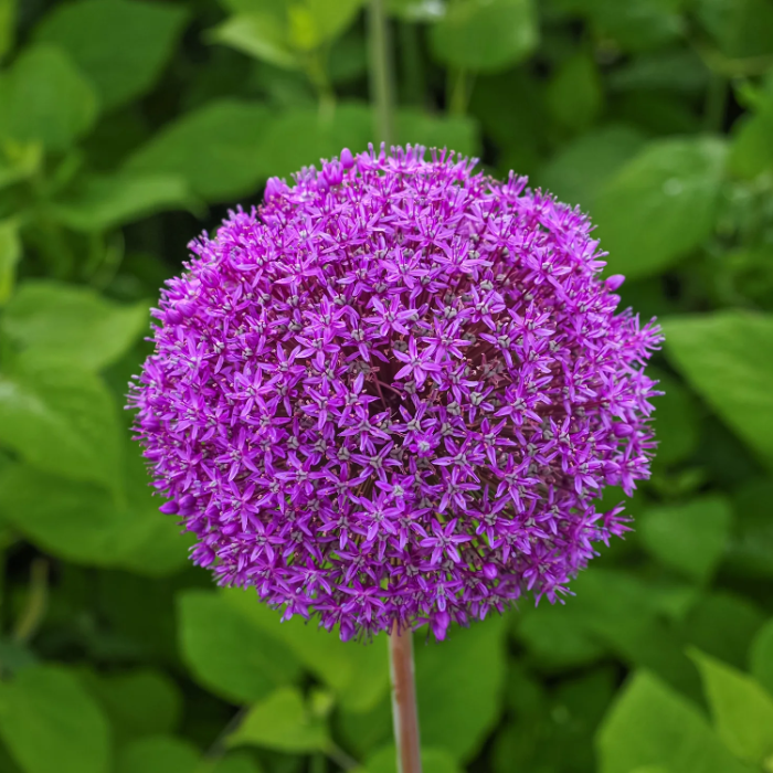 Allium Globemaster Seeds – Giant

