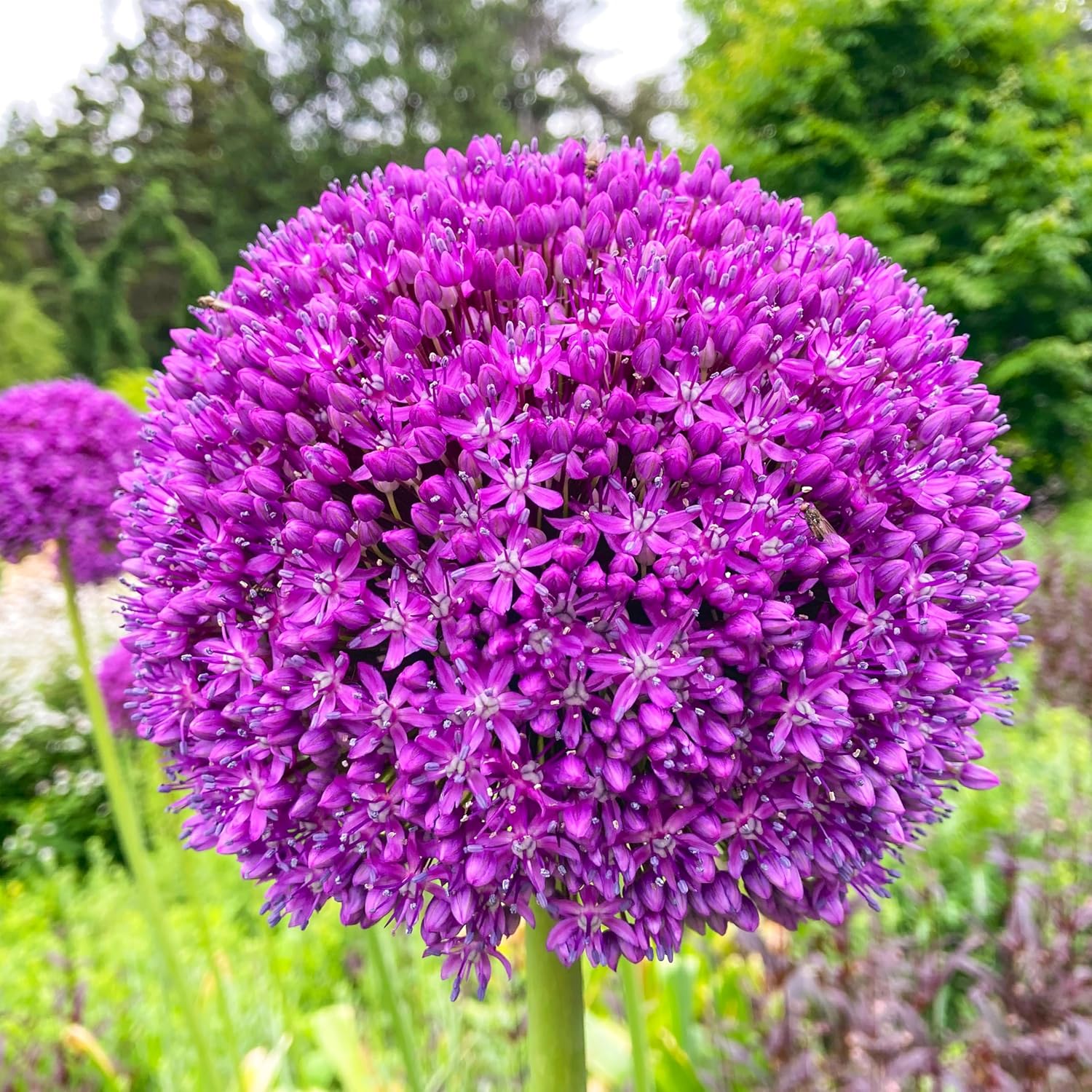 Allium Globemaster Seeds – Giant
