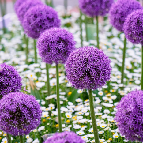 Allium Globemaster Seeds – Giant
