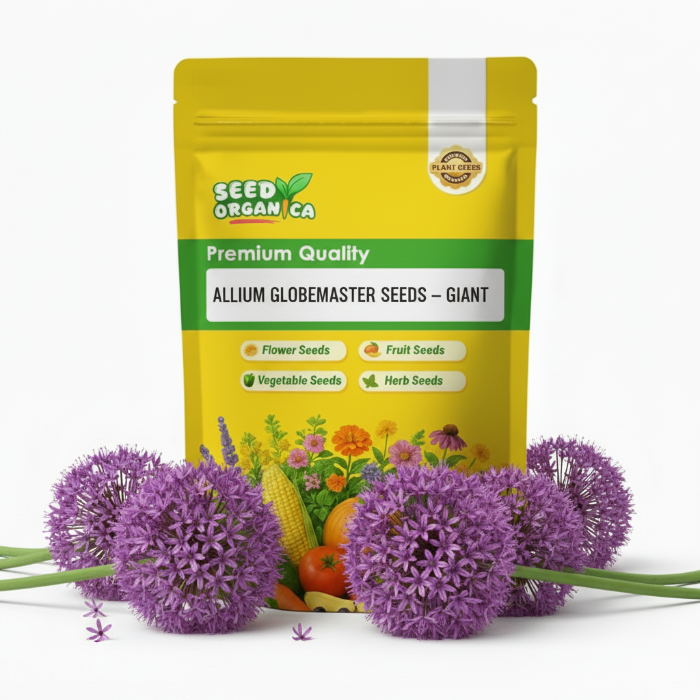 Allium Globemaster Seeds – Giant