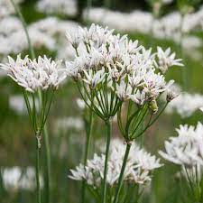 Allium Seeds – Ramosum
