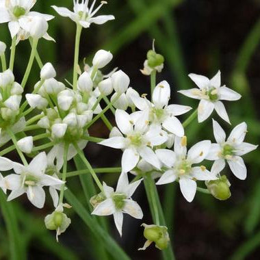 Allium Seeds – Ramosum
