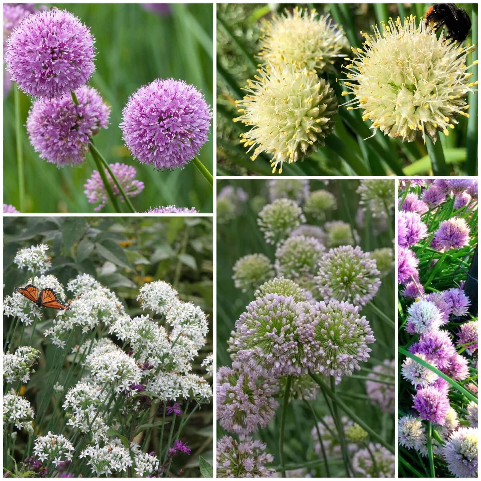 Allium Seeds - All In One For Home Gardens