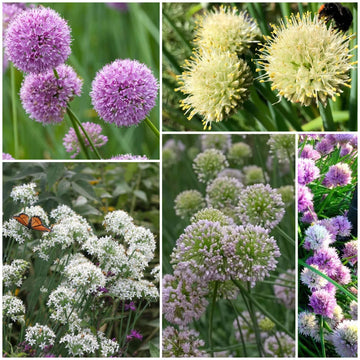 Allium Seeds - All In One For Home Gardens