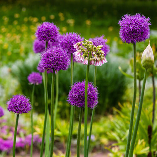 Allium Seeds - All In One For Home Gardens