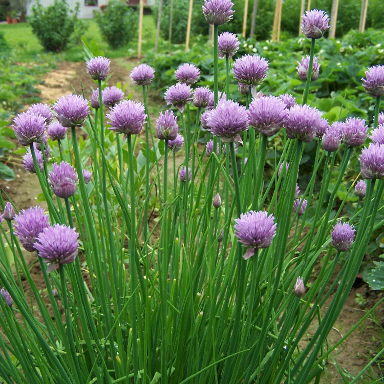 Allium Seeds - All In One For Home Gardens