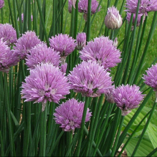 Allium Seeds - All In One For Home Gardens