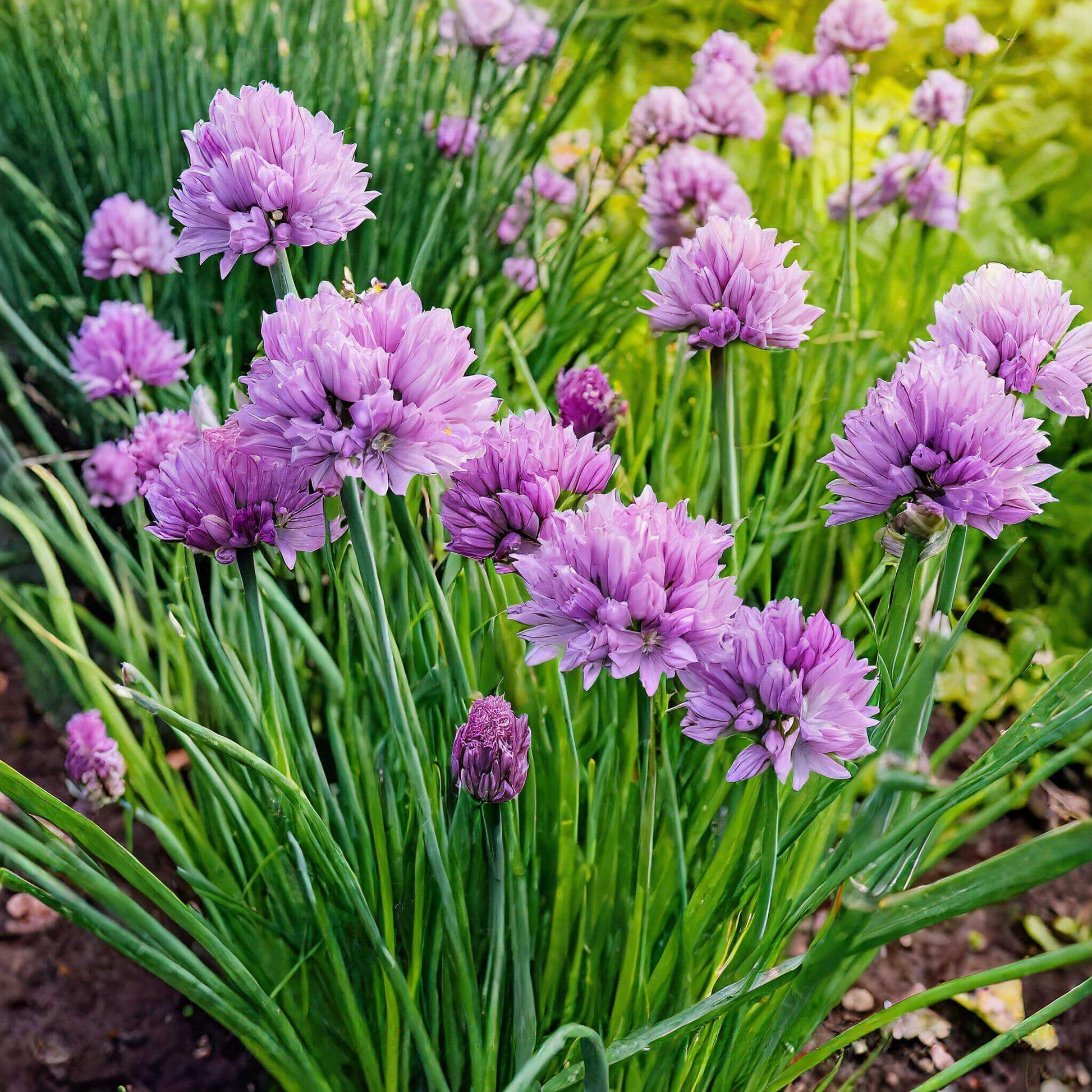 Allium Seeds - All In One For Home Gardens