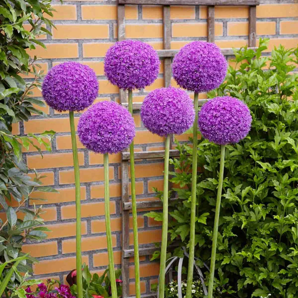 Allium Seeds – Giganteum
