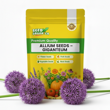 Allium Seeds – Giganteum