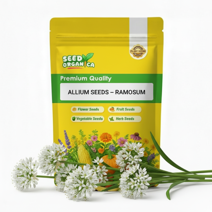 Allium Seeds – Ramosum