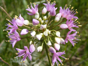 Allium Stellatum Seeds – Perennial , Native Wild
