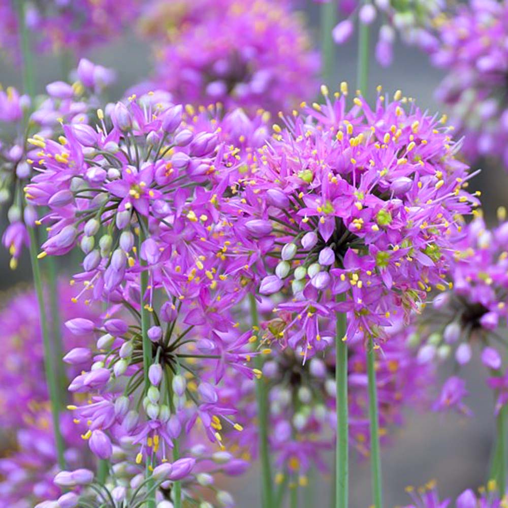 Allium Stellatum Seeds – Perennial , Native Wild
