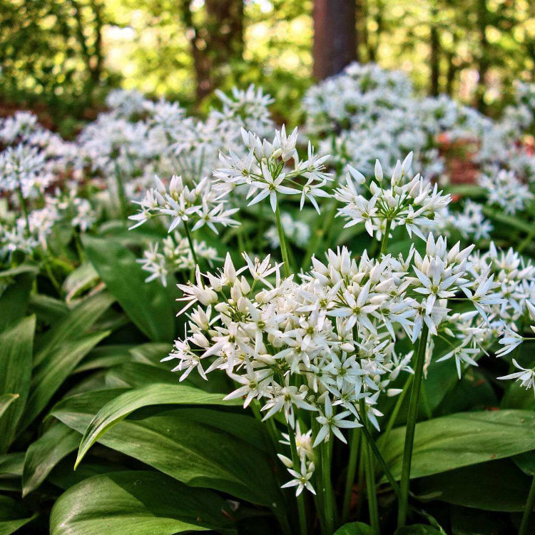 Allium Ursinum Seeds – Wild Garlic
