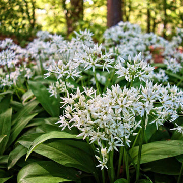 Allium Ursinum Seeds – Wild Garlic

