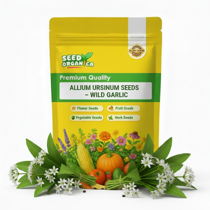 Allium Ursinum Seeds – Wild Garlic