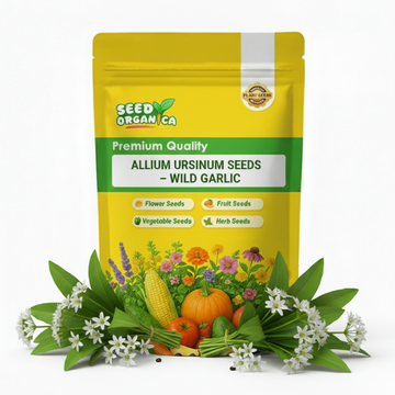 Allium Ursinum Seeds – Wild Garlic